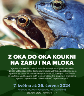 Z oka do oka koukni na žábu i na mloka